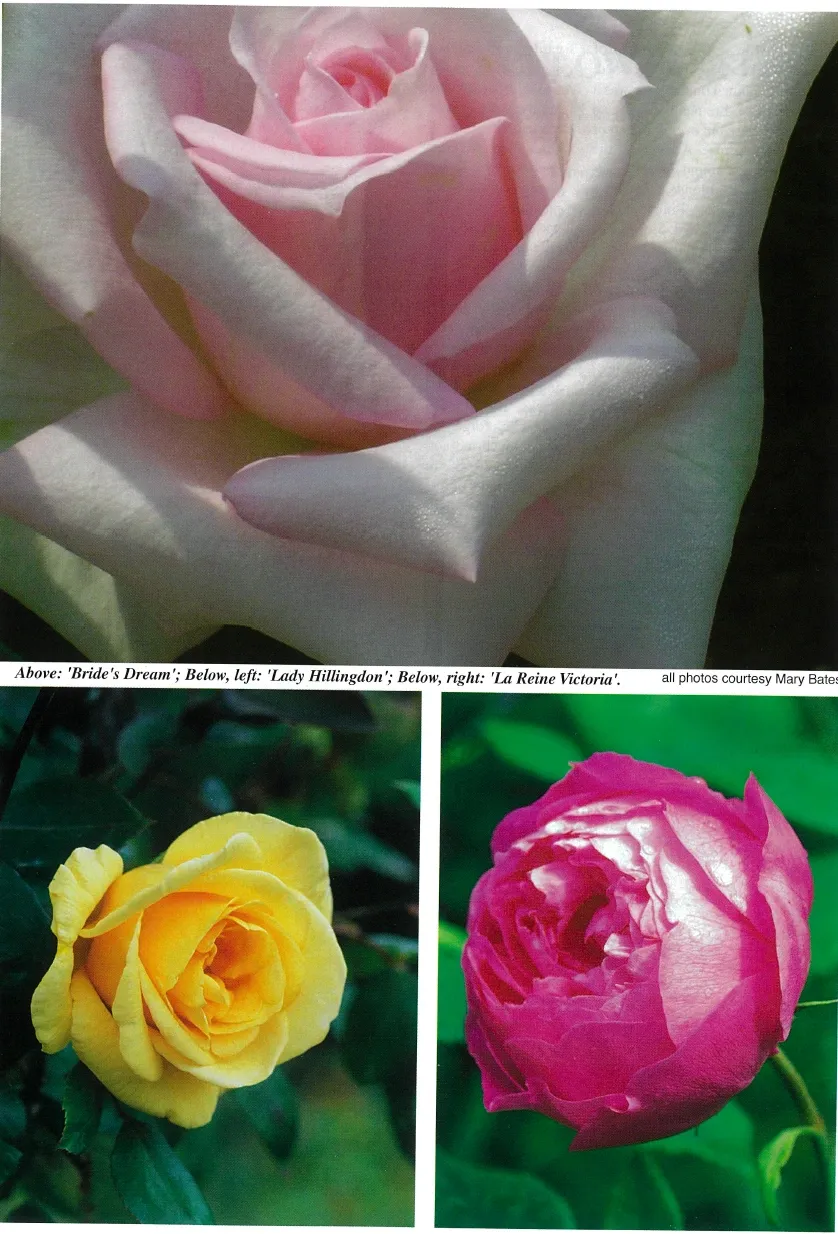 2009 American Rose Annual — page 3